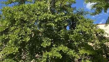 GINKGO BILOBA,UN ÁRBOL ORIENTAL EN ZAMORA