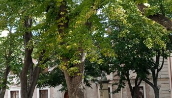 Tres plazas con tilos en Zamora.