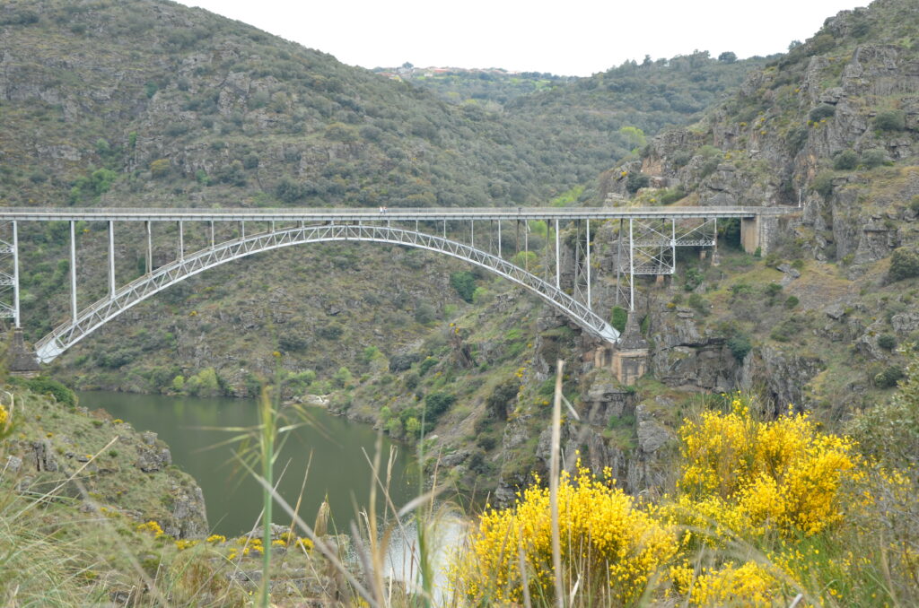 puente pino