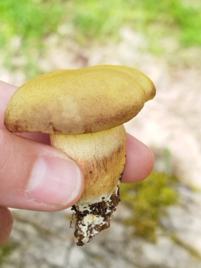 imagen de un pequeño boletus 